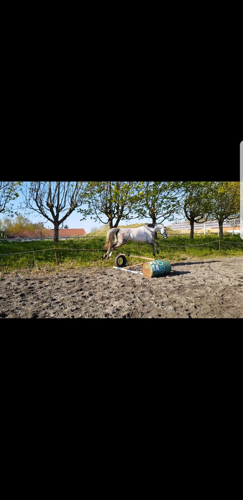 Holstener Calimeró billede 25