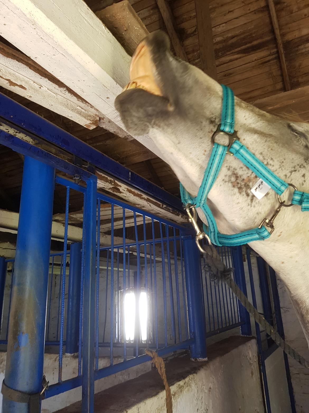 Holstener Calimeró billede 31