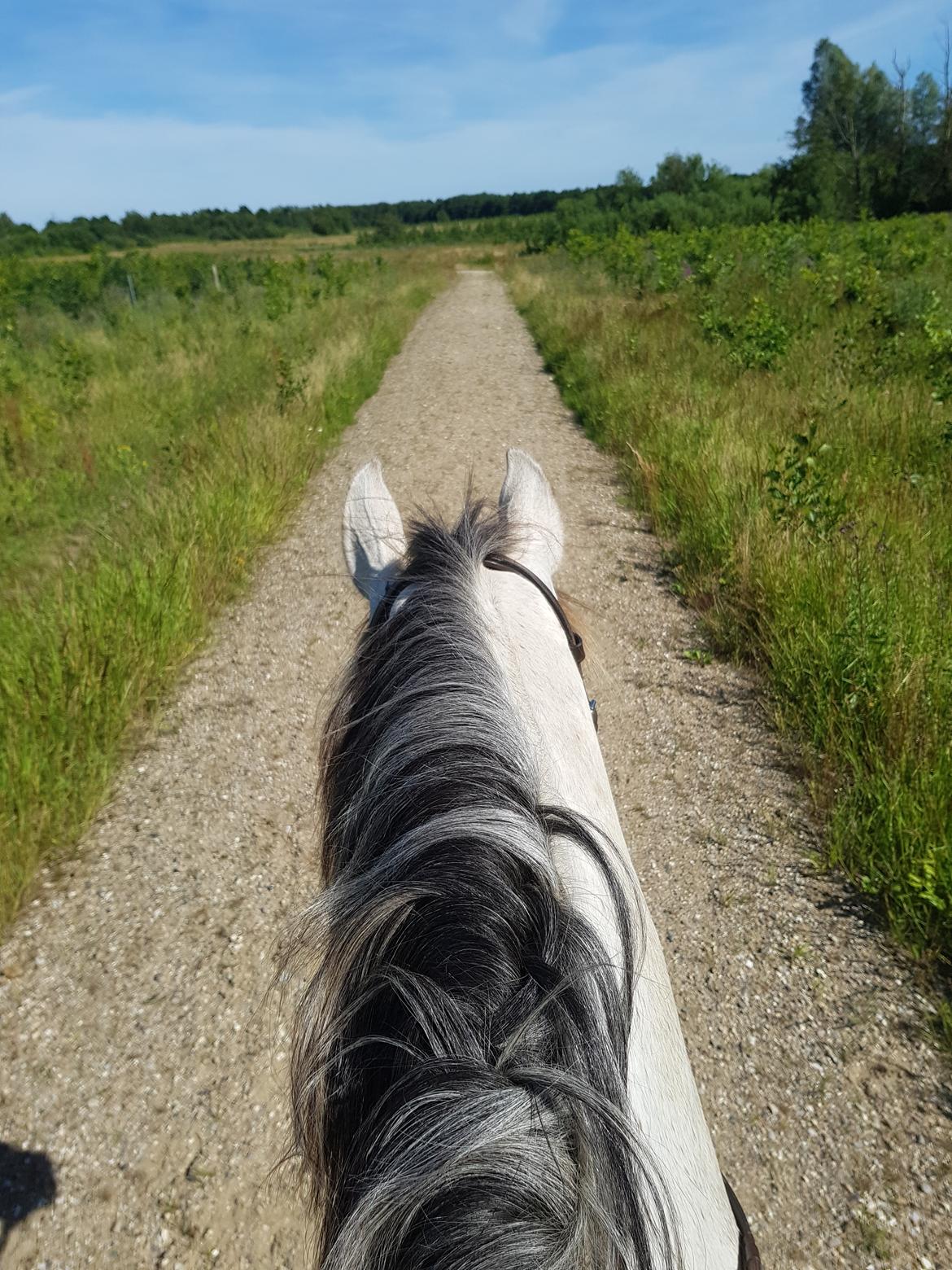 Holstener Calimeró billede 18