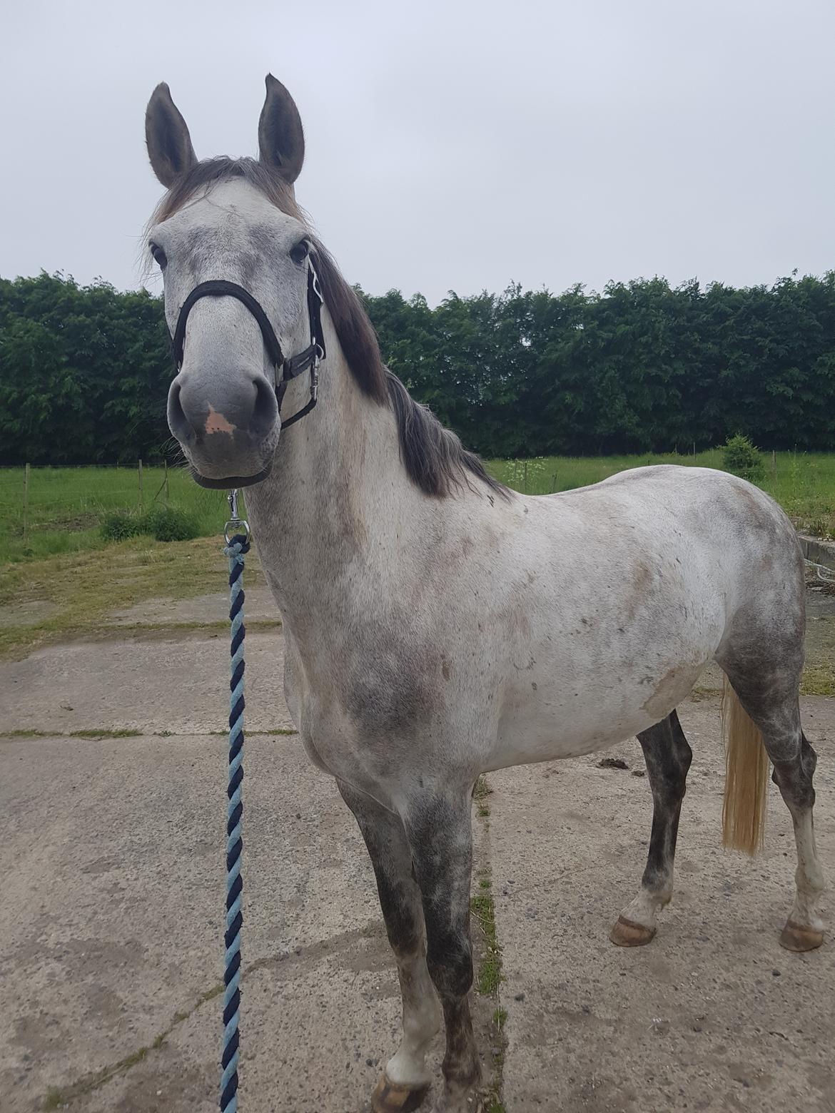 Holstener Calimeró billede 33