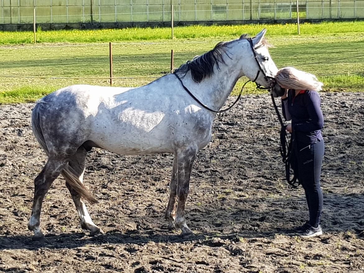 Holstener Calimeró billede 30