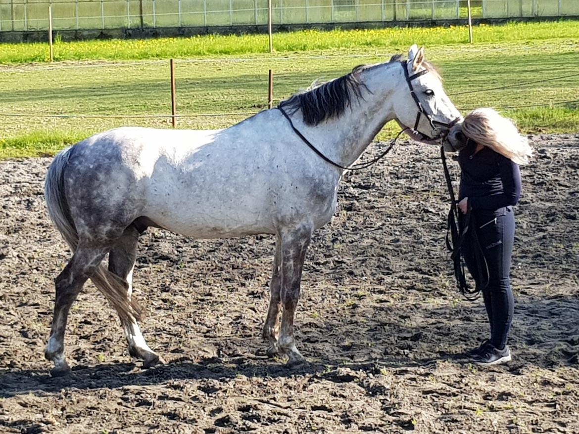 Holstener Calimeró billede 36