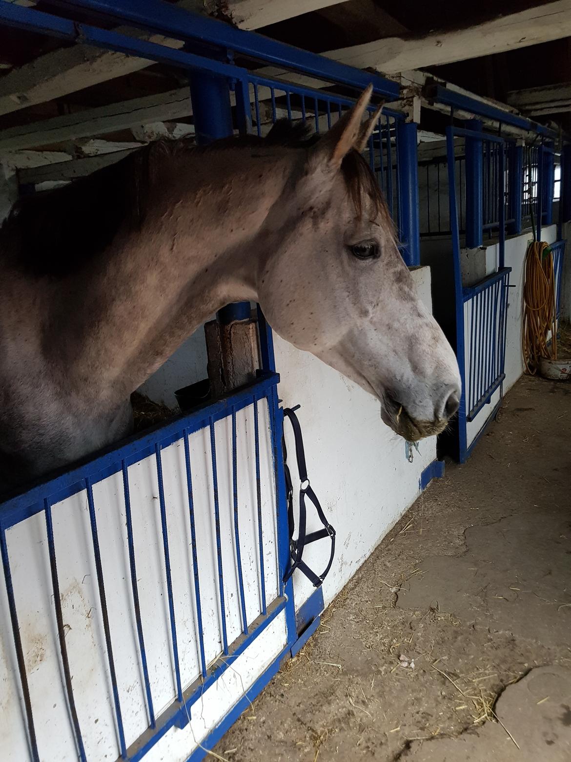 Holstener Calimeró billede 37