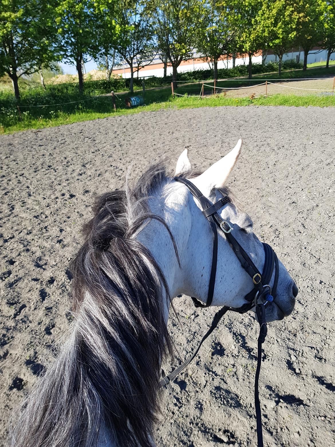 Holstener Calimeró billede 35