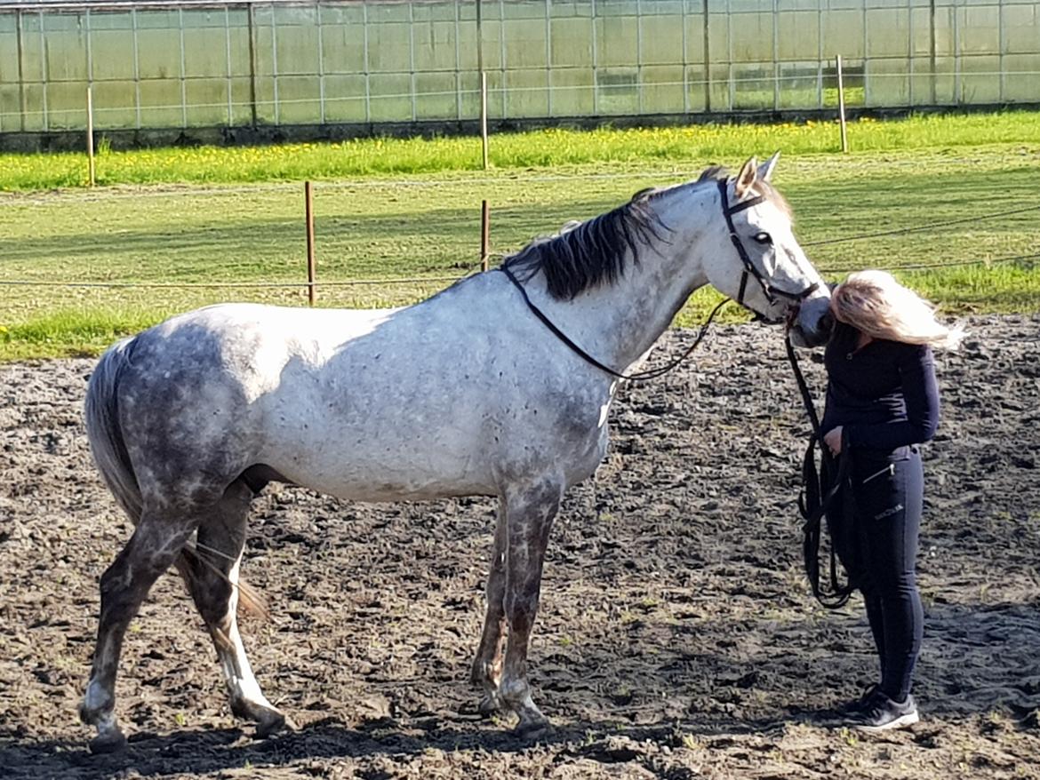 Holstener Calimeró billede 34