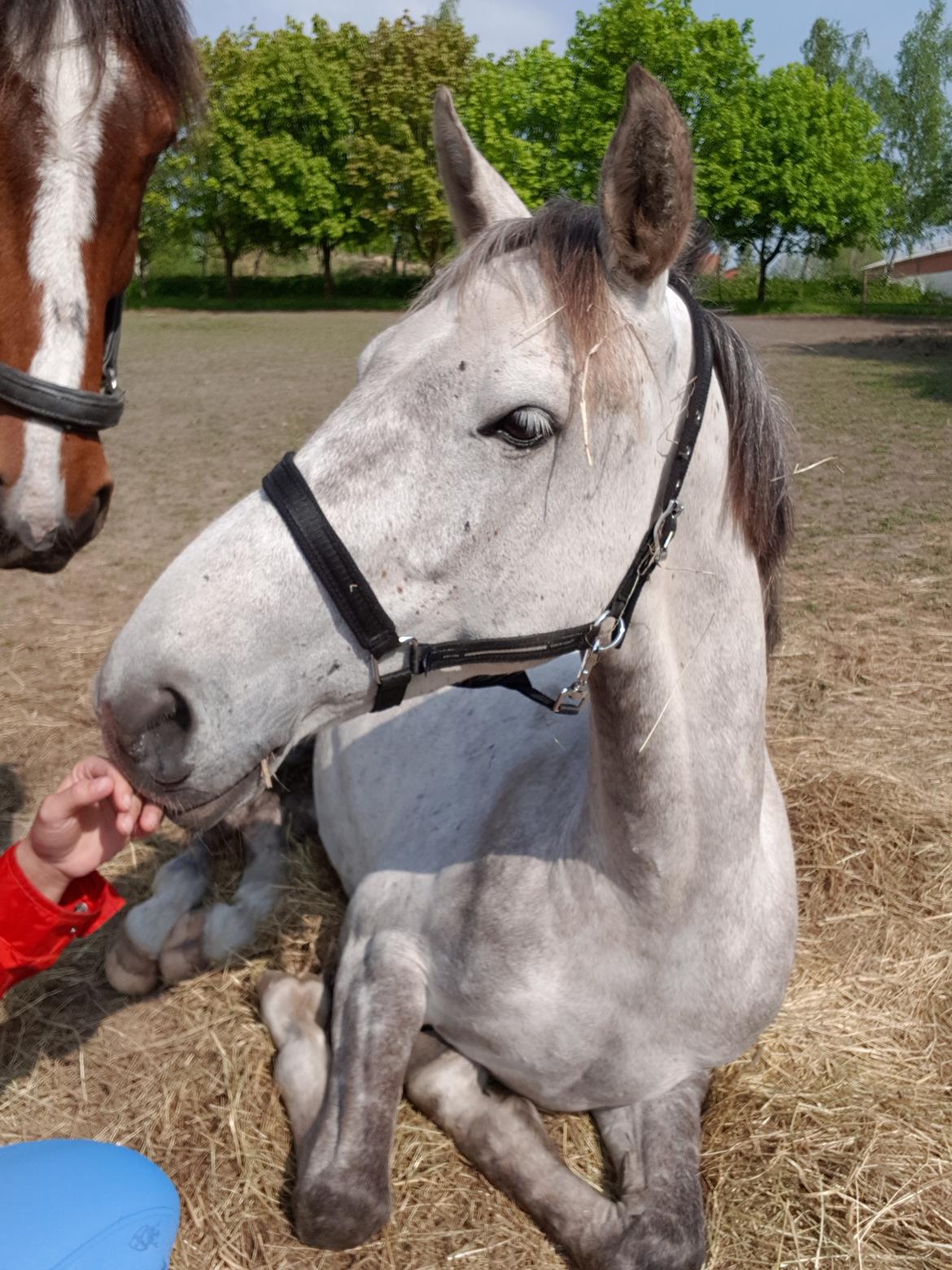 Holstener Calimeró billede 38