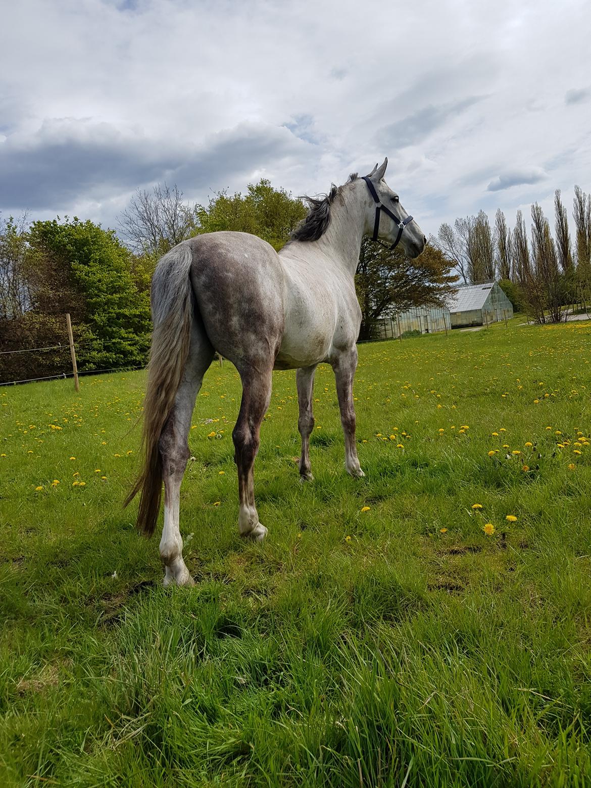 Holstener Calimeró billede 39