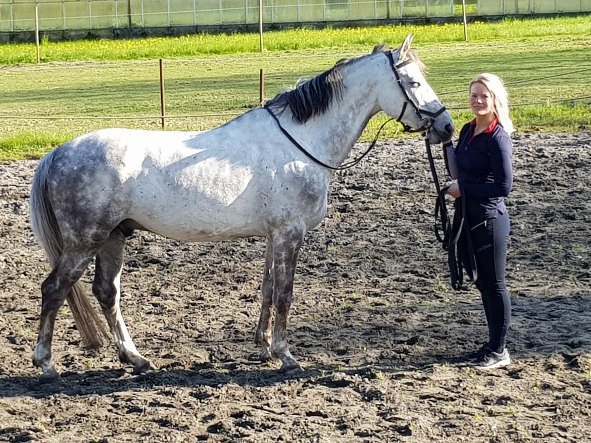 Holstener Calimeró billede 40