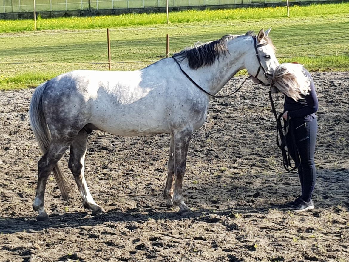Holstener Calimeró billede 19