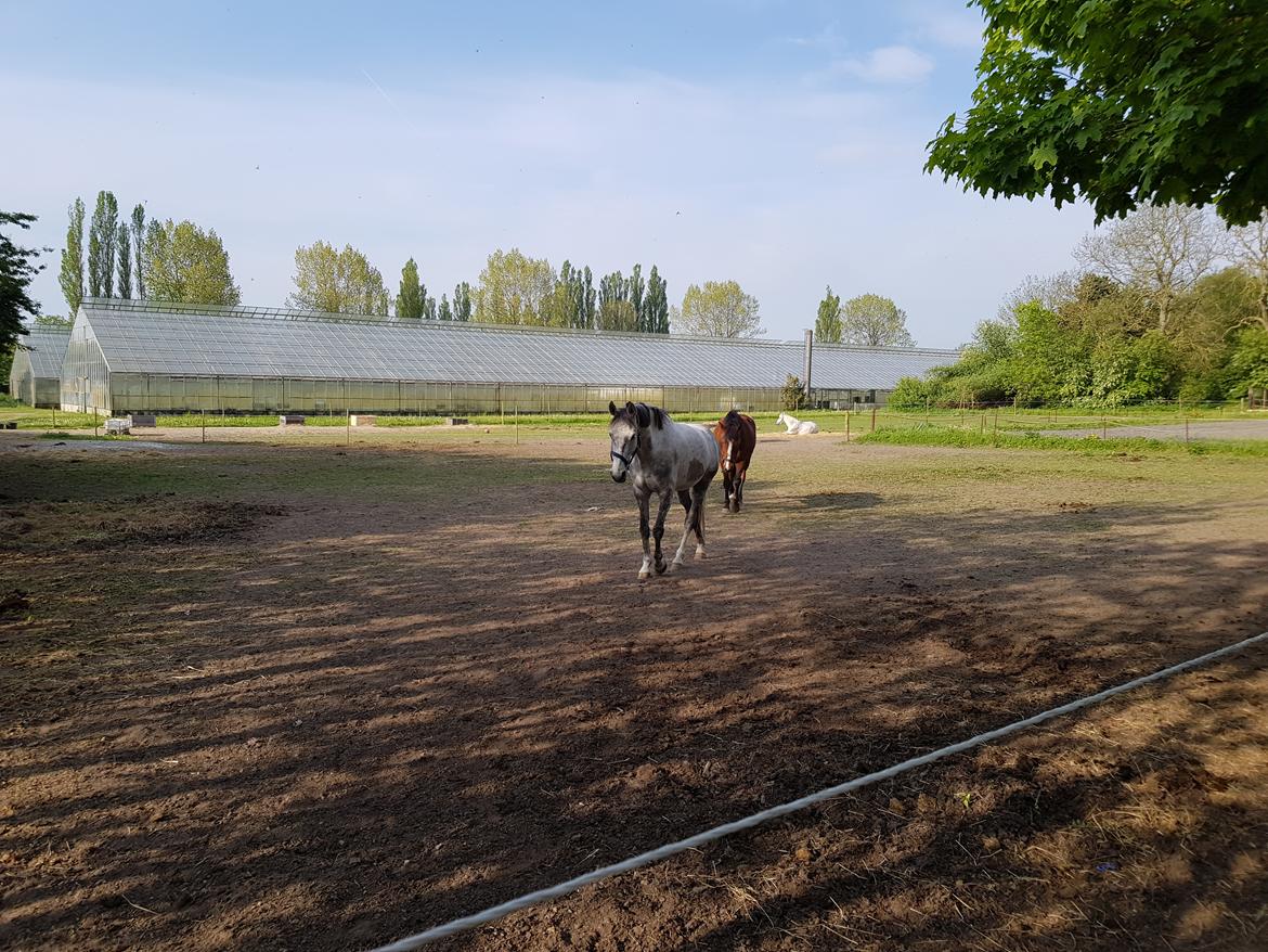 Holstener Calimeró billede 41