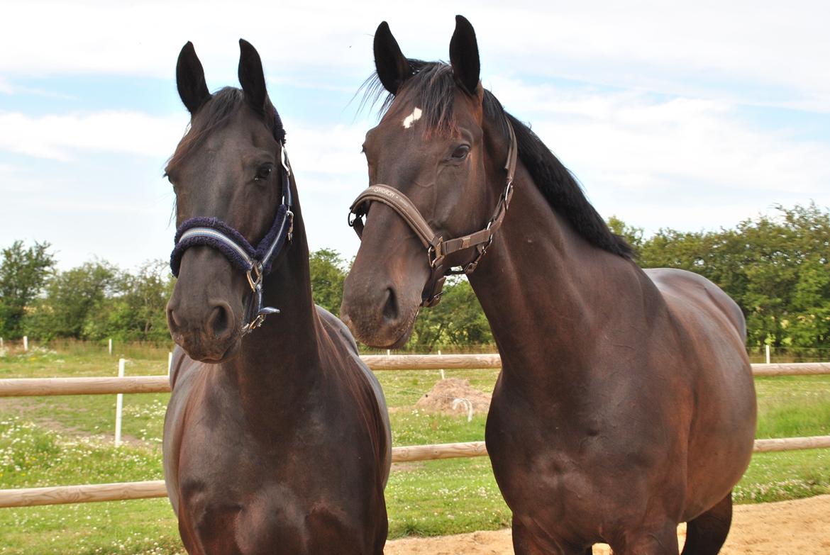 Hannoveraner Florenzo billede 3