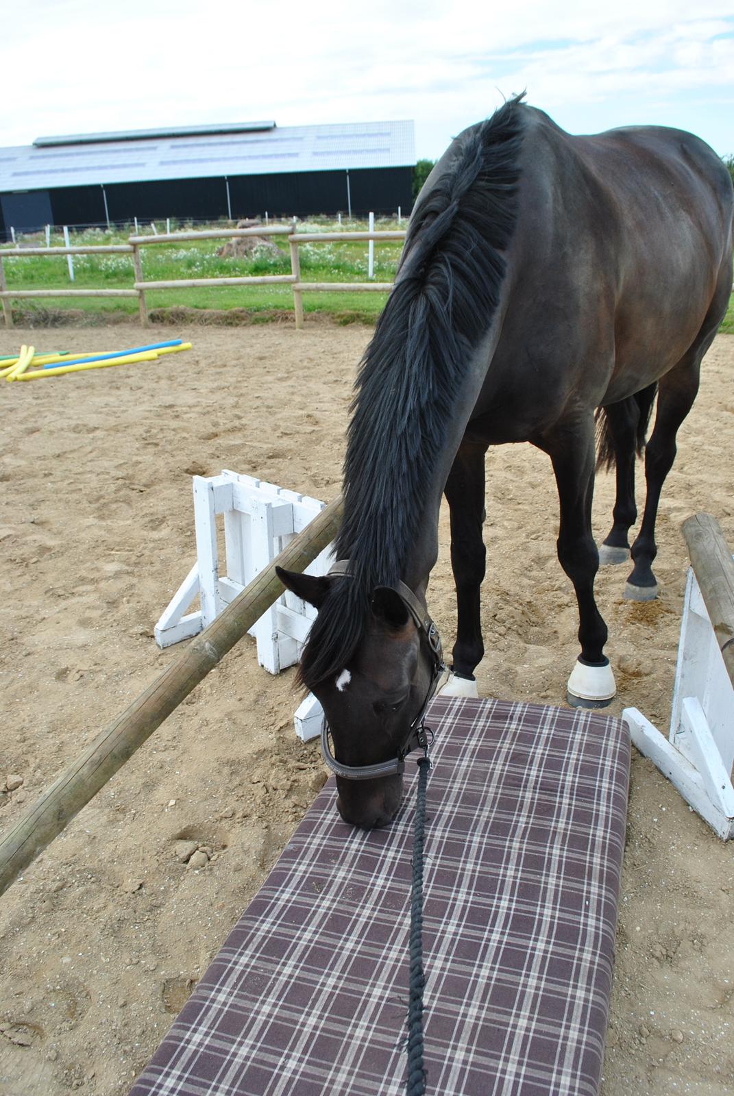 Hannoveraner Florenzo billede 4