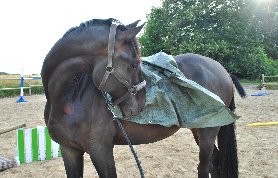 Hannoveraner Florenzo billede 5