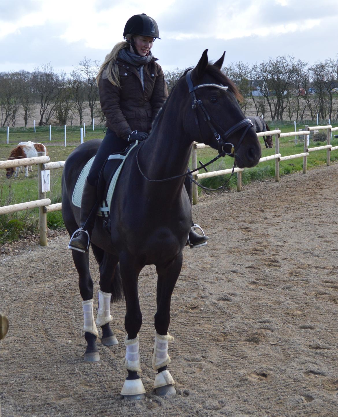 Hannoveraner Florenzo billede 6