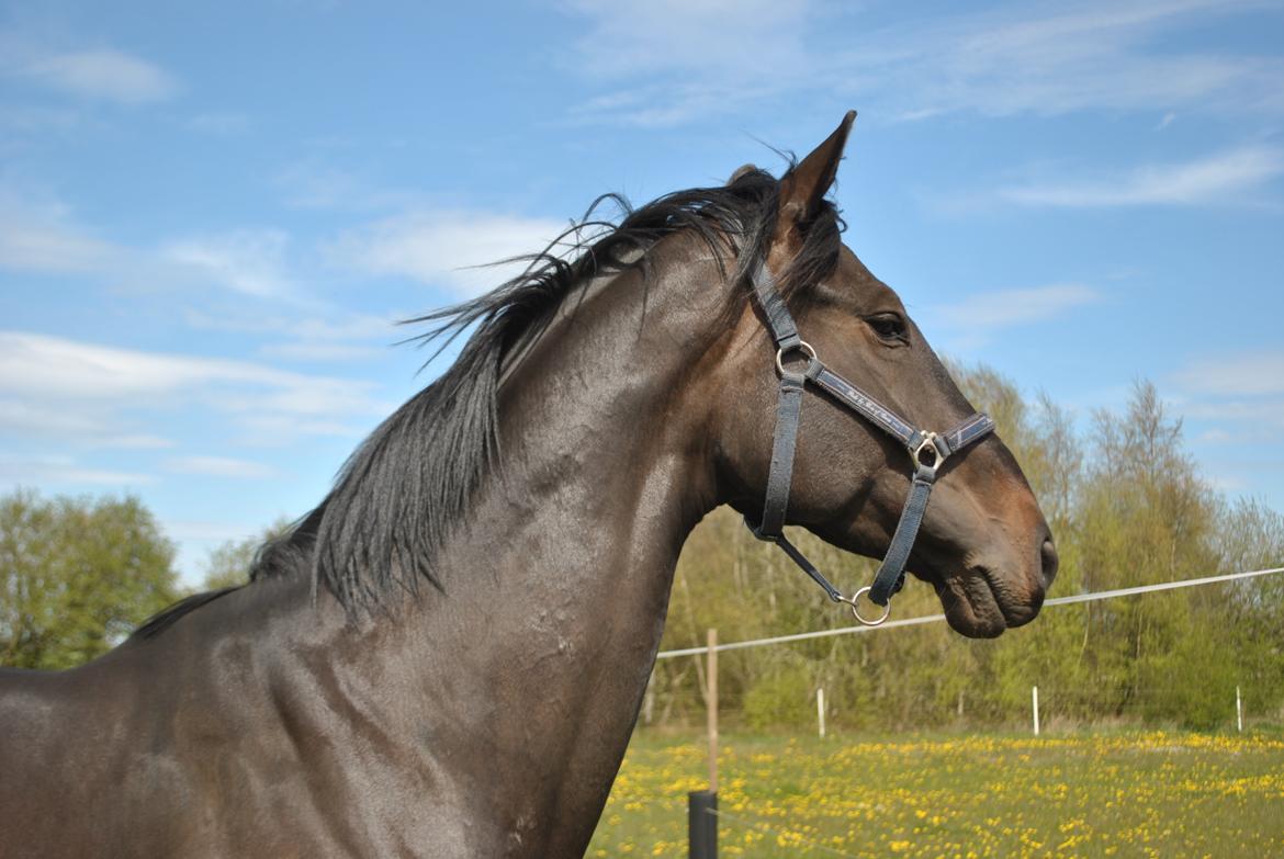 Hannoveraner Florenzo billede 8