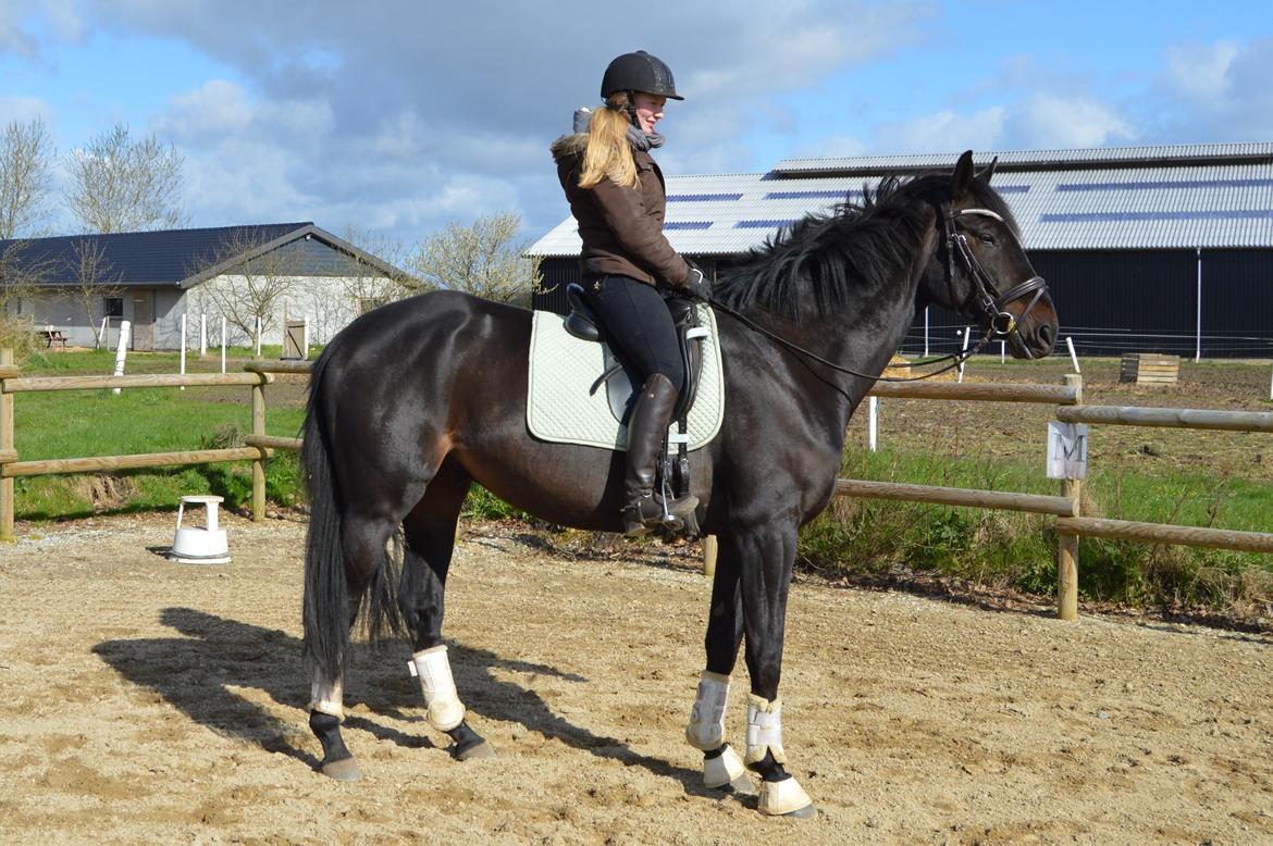 Hannoveraner Florenzo billede 7