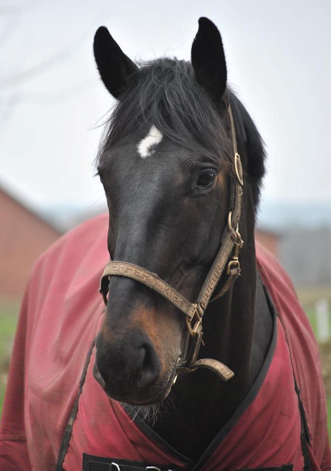 Hannoveraner Florenzo billede 1