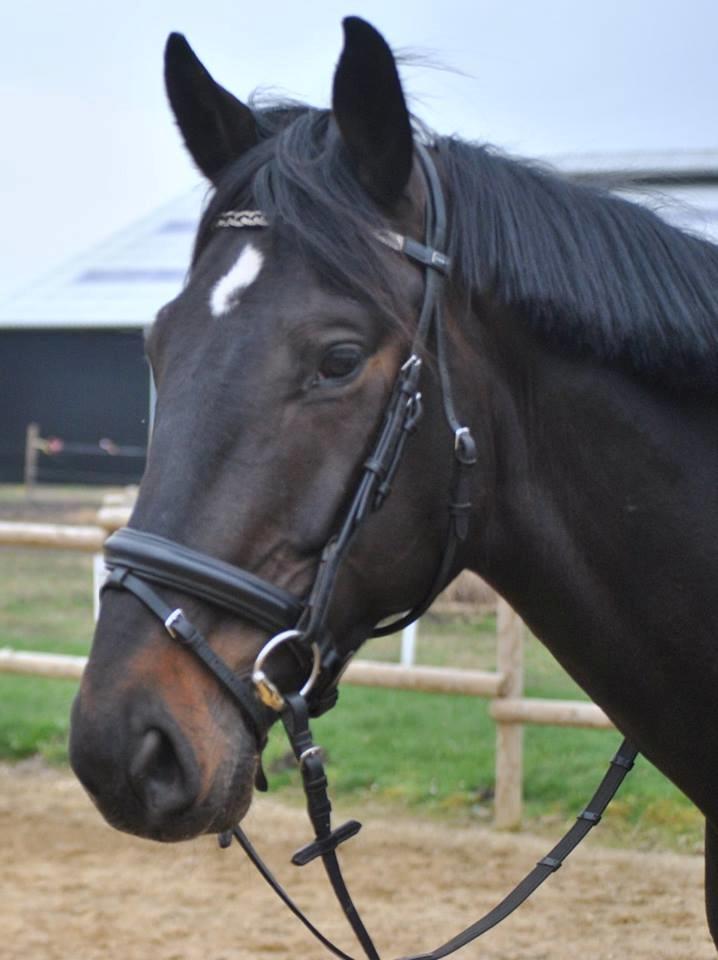 Hannoveraner Florenzo billede 12