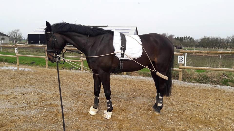 Hannoveraner Florenzo billede 11