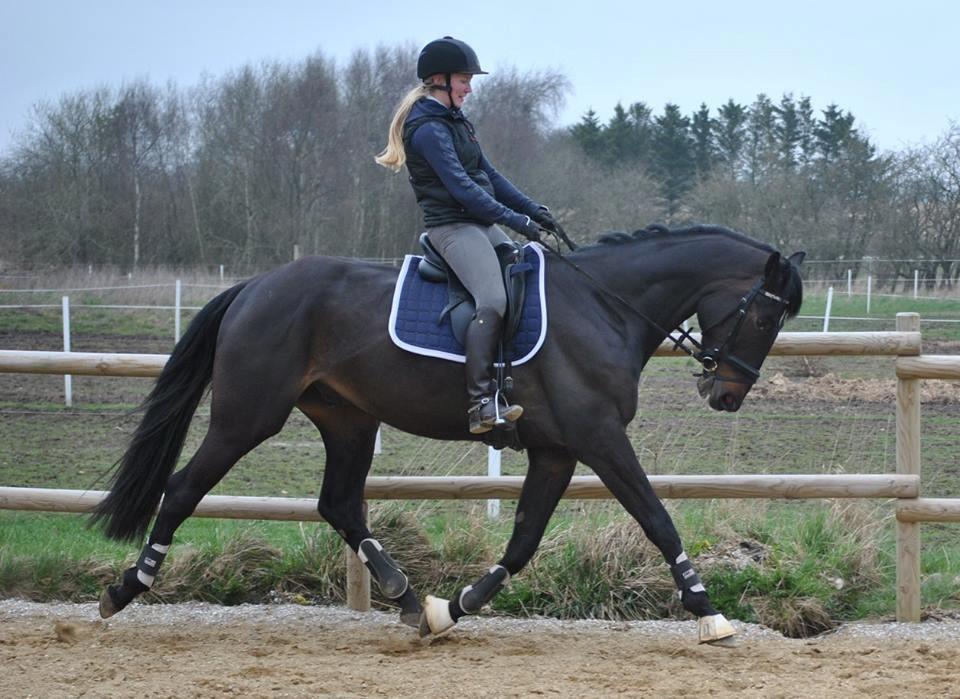 Hannoveraner Florenzo billede 13