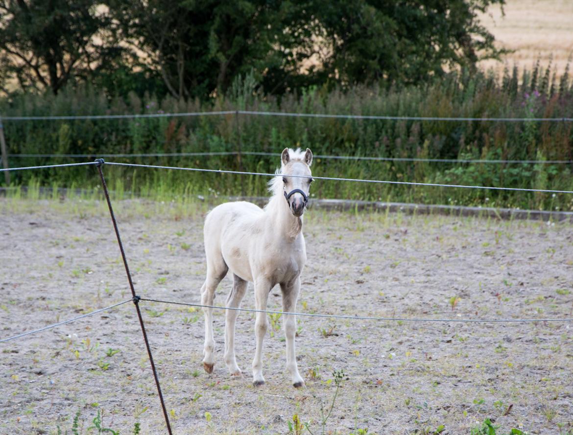 Welsh Pony (sec B) Sunny Hill Bell-Bell Sunlight / Bella - Bella knap 2 mdr billede 19