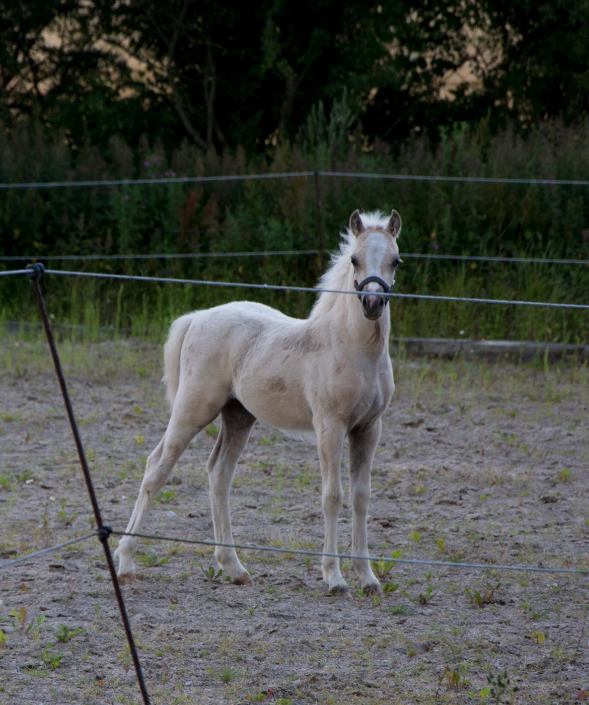 Welsh Pony (sec B) Sunny Hill Bell-Bell Sunlight / Bella - Bella knap 2 mdr billede 17