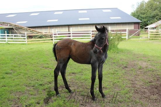 Pura Raza Española BS Adora billede 17