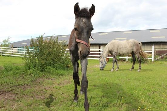 Pura Raza Española BS Adora billede 18