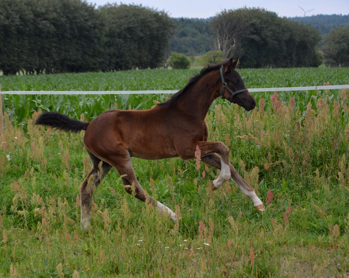 Dansk Varmblod Romeo L billede 19