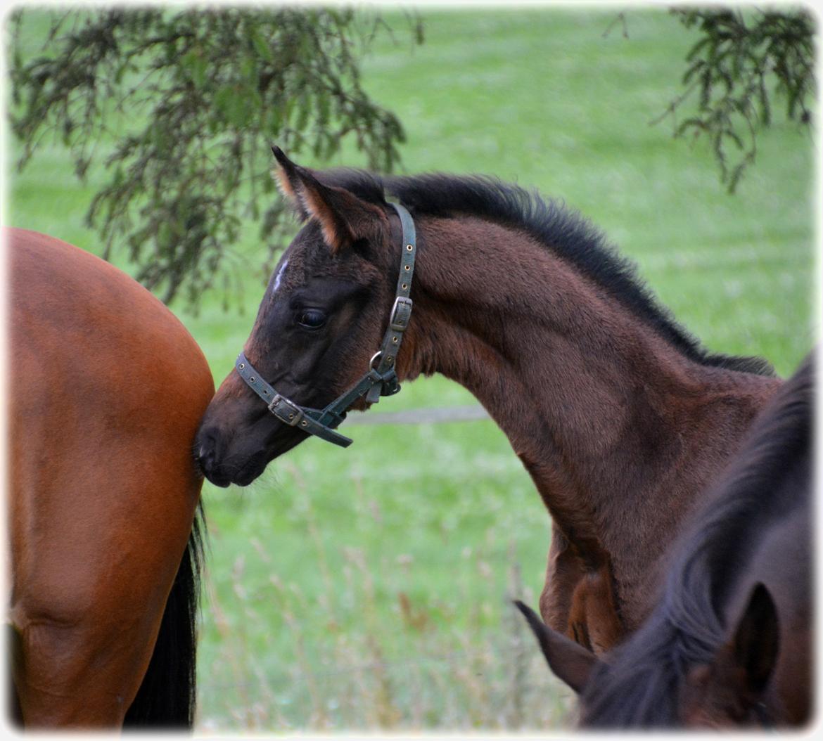 Dansk Varmblod Romeo L billede 20