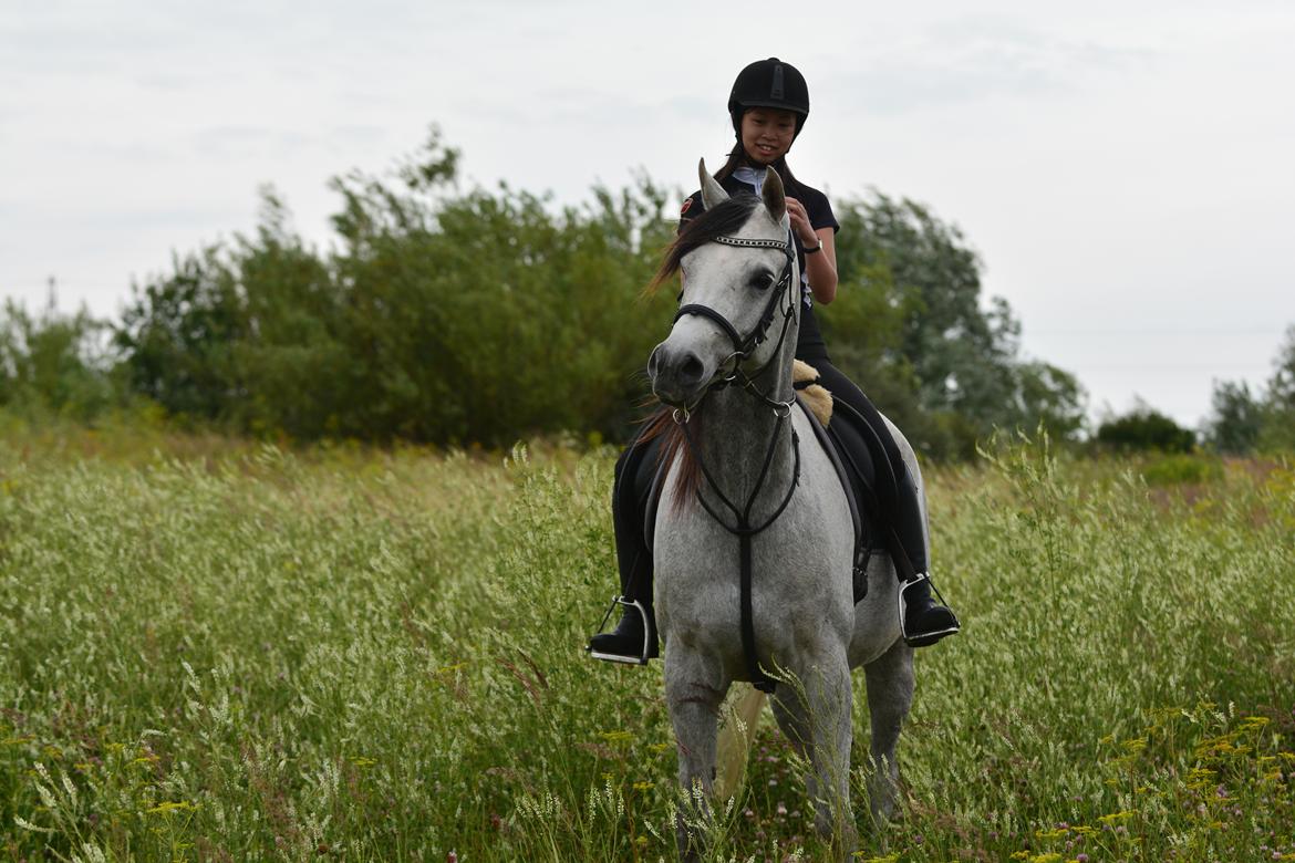 Arabisk fuldblod (OX) Marcello Sid OX - Billede taget af: Anastasia Elkjær billede 11