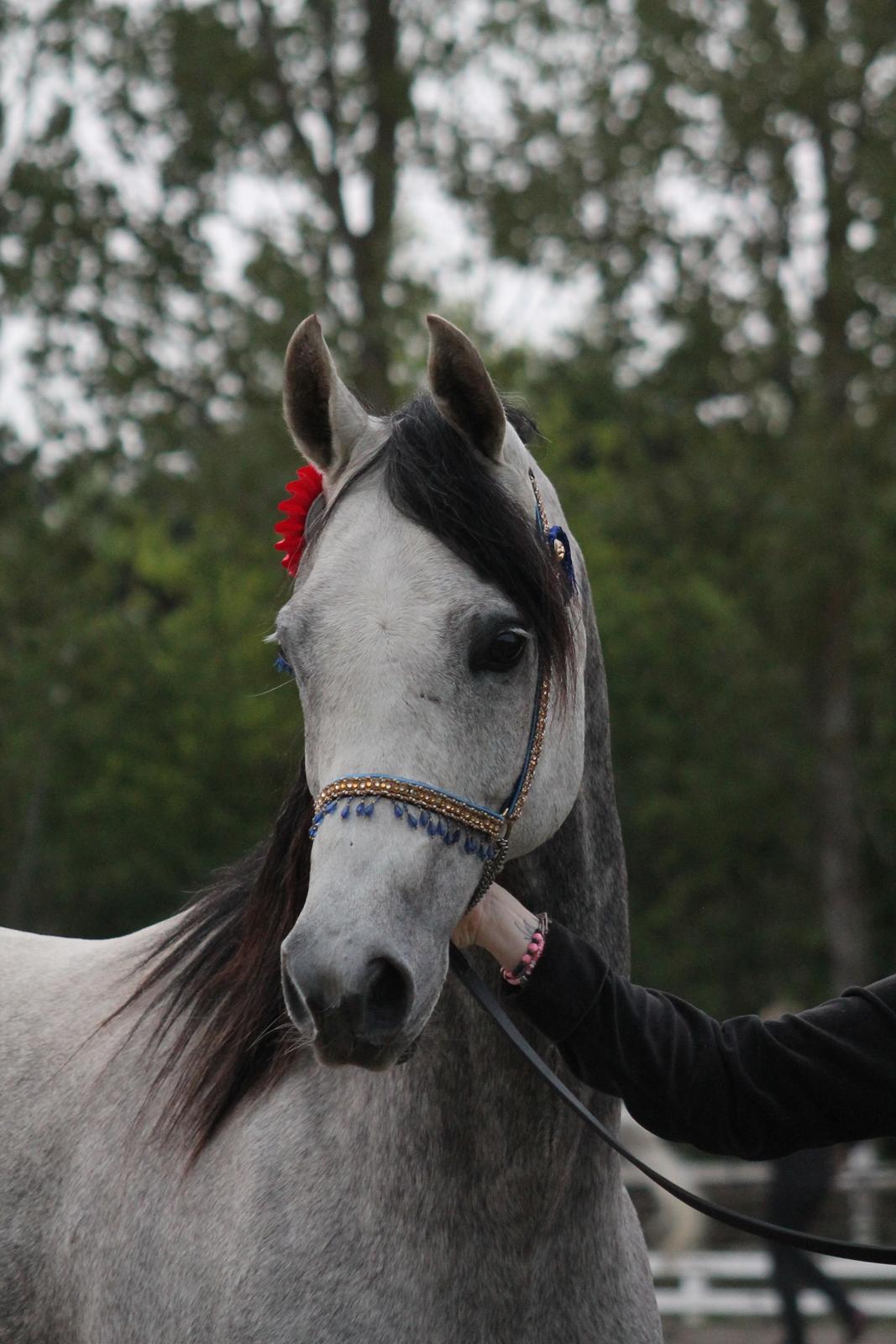 Arabisk fuldblod (OX) Marcello Sid OX - Marcello til Show i Vallensbæk 2017 - foto: migselv billede 16