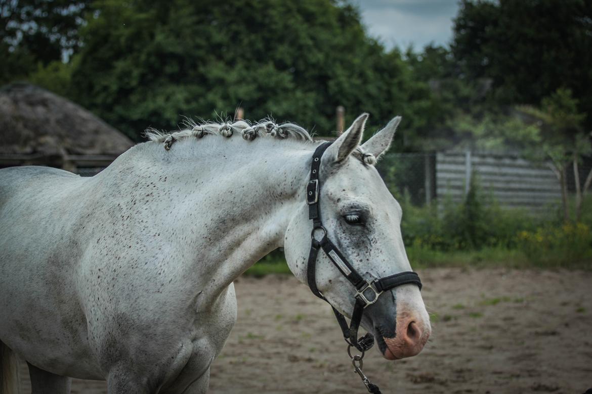 Welsh Partbred (Sec F) My queenie billede 4