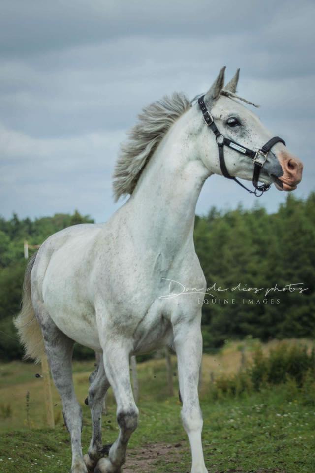 Welsh Partbred (Sec F) My queenie billede 8