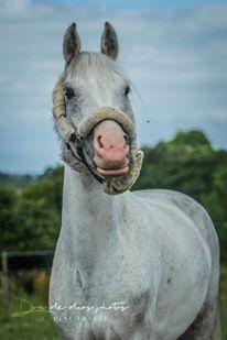 Welsh Partbred (Sec F) My queenie billede 14