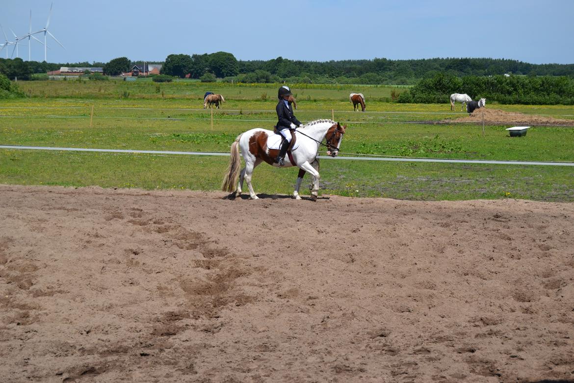 Anden særlig race Susan. (SAVNES!!!) - Første stævne i en anden klub LD 2 billede 15