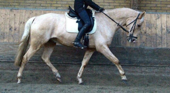 Welsh Partbred (Sec F) Aastrupsgaards Lukas billede 14