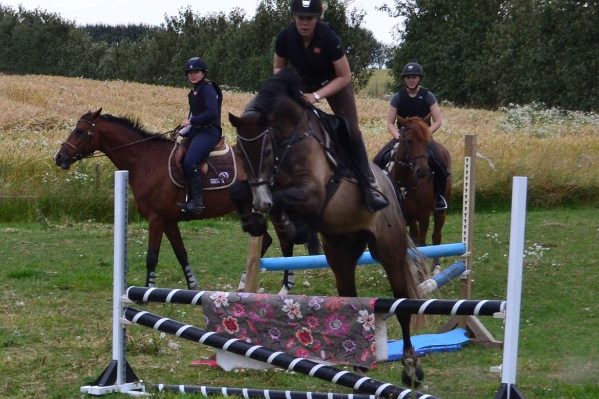 Dansk Varmblod Nørgårds Ludwig billede 16