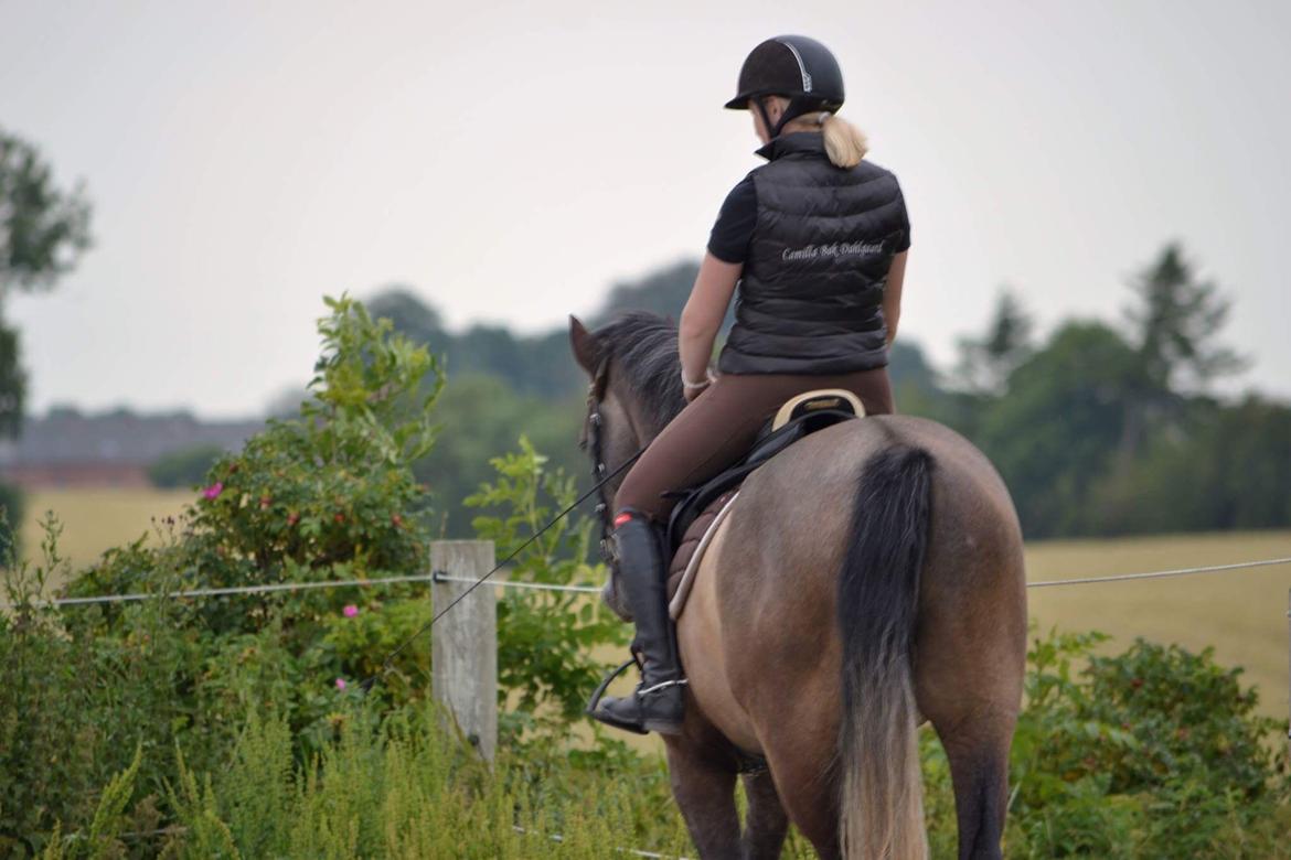 Dansk Varmblod Nørgårds Ludwig billede 18
