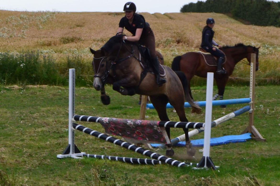 Dansk Varmblod Nørgårds Ludwig billede 17