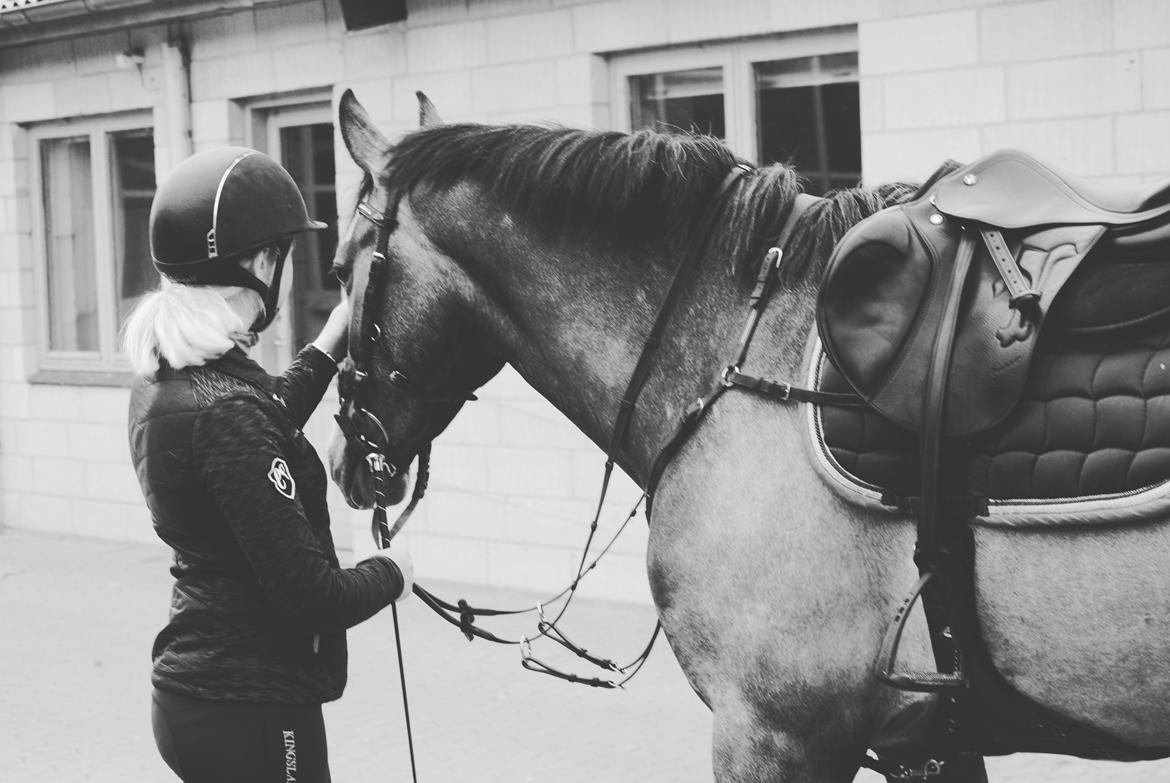 Dansk Varmblod Nørgårds Ludwig billede 20