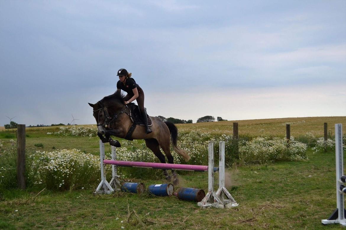 Dansk Varmblod Nørgårds Ludwig billede 19