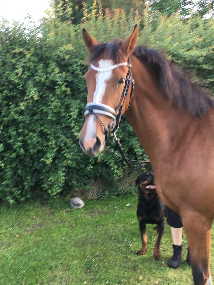 Dansk Varmblod A.B.Cahlua billede 1