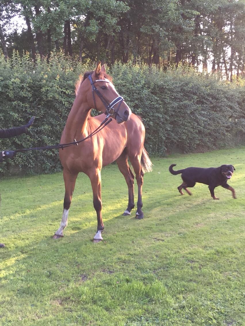 Dansk Varmblod A.B.Cahlua billede 2