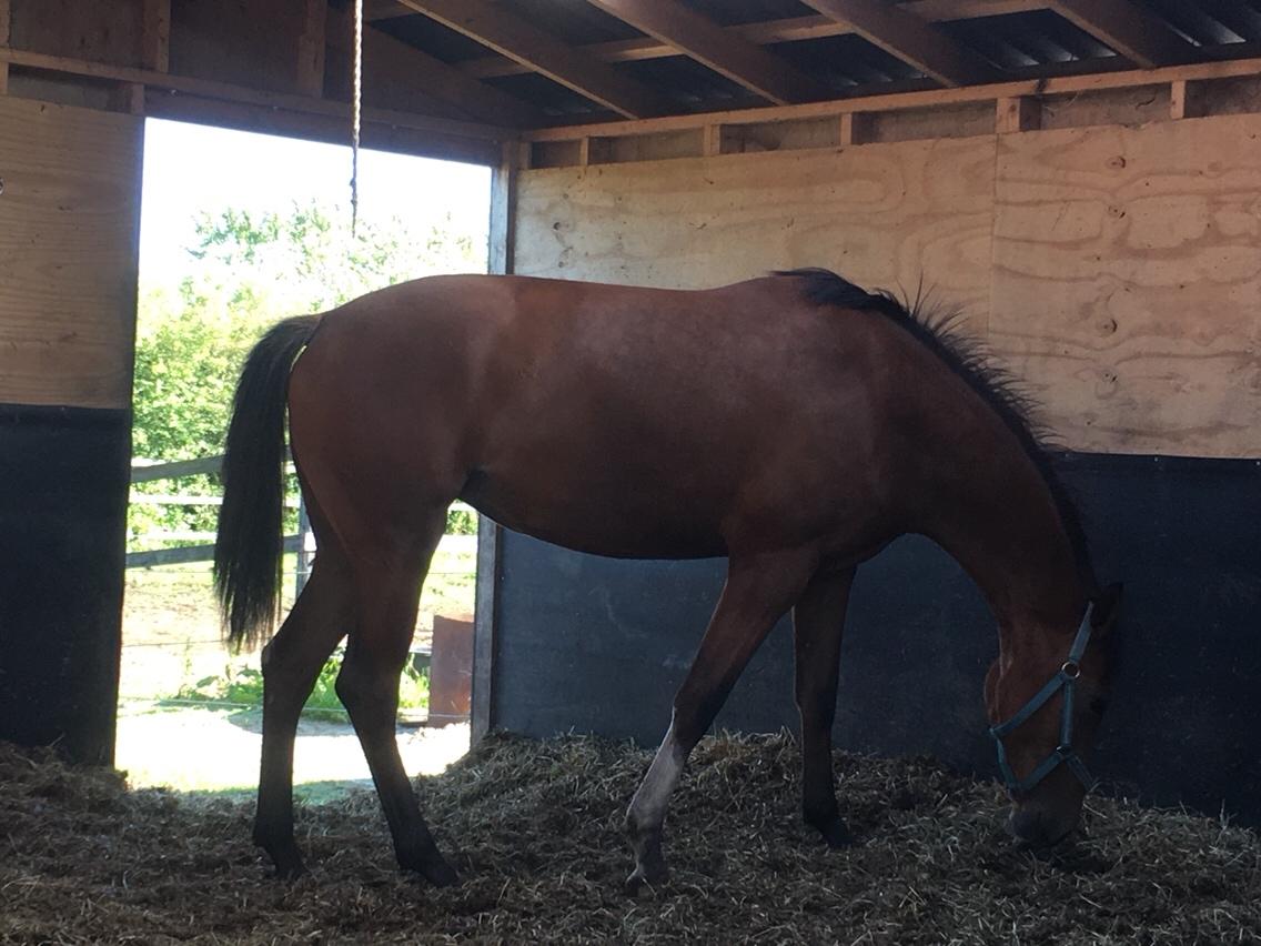 Dansk Varmblod A.B.Cahlua billede 4