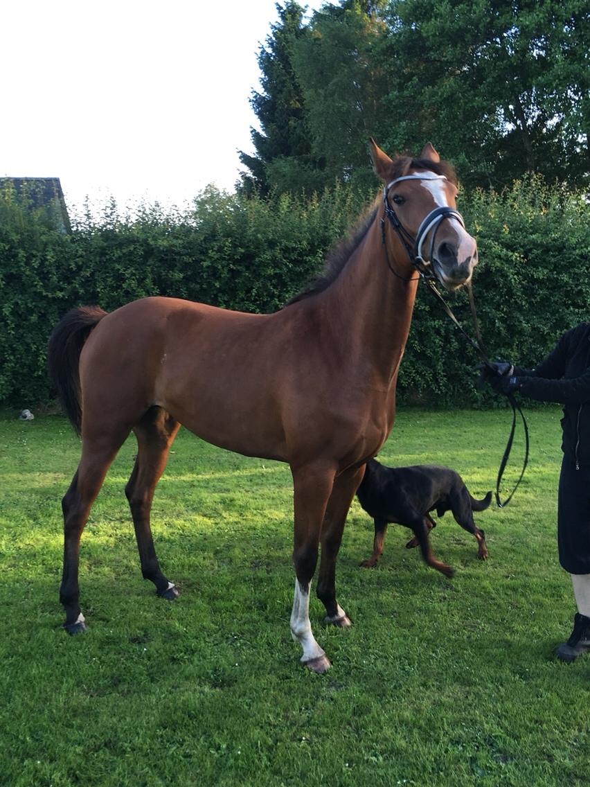 Dansk Varmblod A.B.Cahlua billede 3