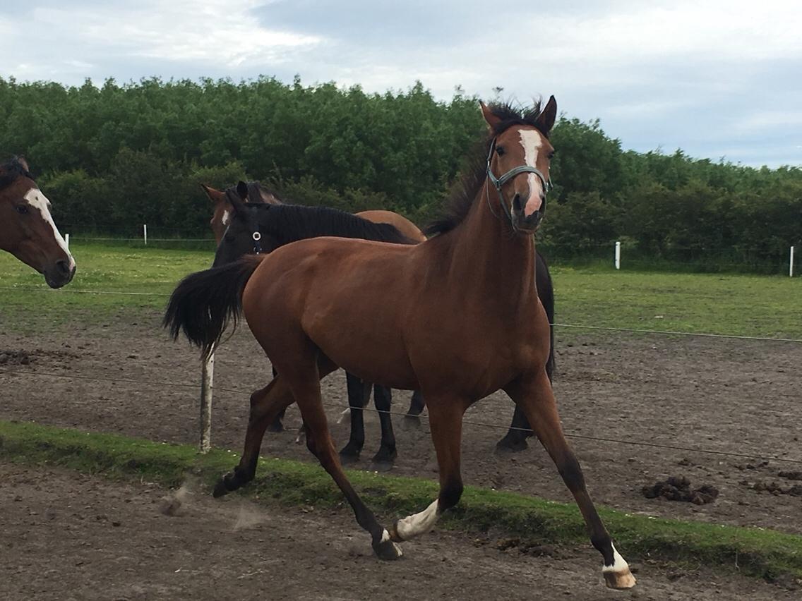 Dansk Varmblod A.B.Cahlua billede 5
