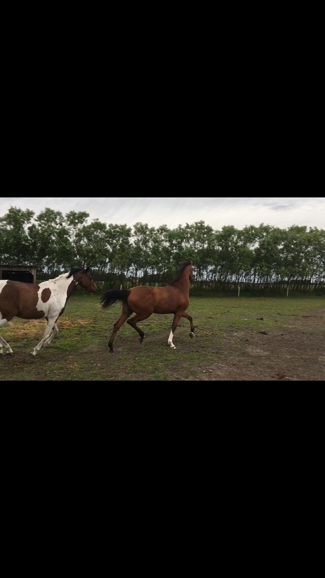 Dansk Varmblod A.B.Cahlua billede 6