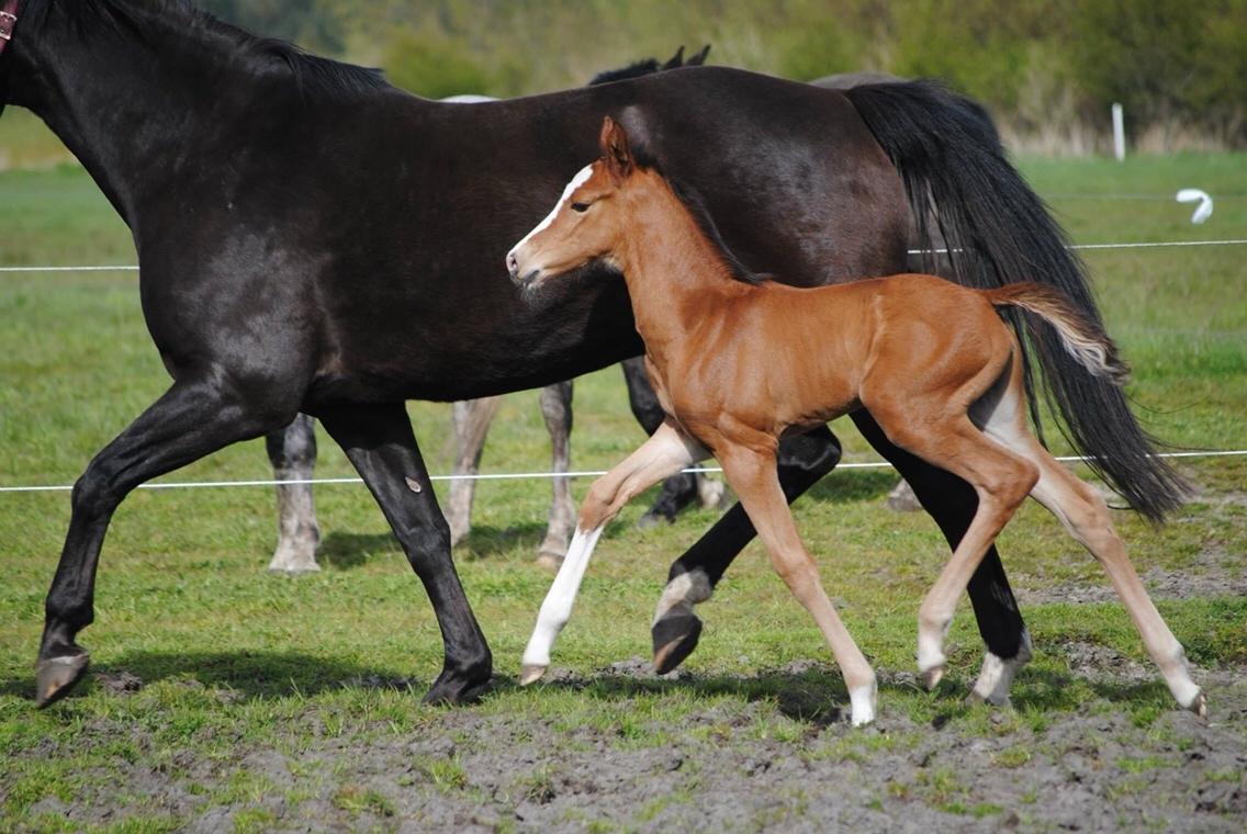 Dansk Varmblod A.B.Cahlua billede 7