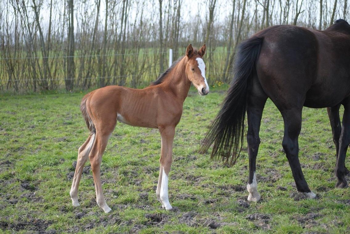 Dansk Varmblod A.B.Cahlua billede 8